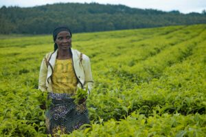 Changement climatique : miser sur les femmes entrepreneures africaines , un pari gagnant